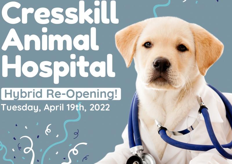 Carousel Slide 1: Dog Veterinary Care, Cresskill